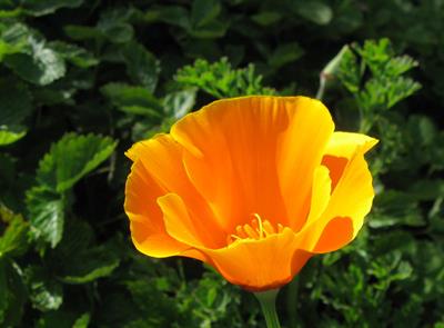 شقایق کالیفرنیا، California poppy، گل های ظریف و به رنگ نارنجِ شقایق کالیفرنیا، در زمینه سبز برگ های خود درخششی چشم گیر دارند.
